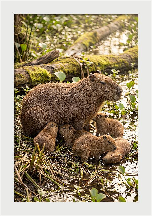 Baby Capybaras In Nature