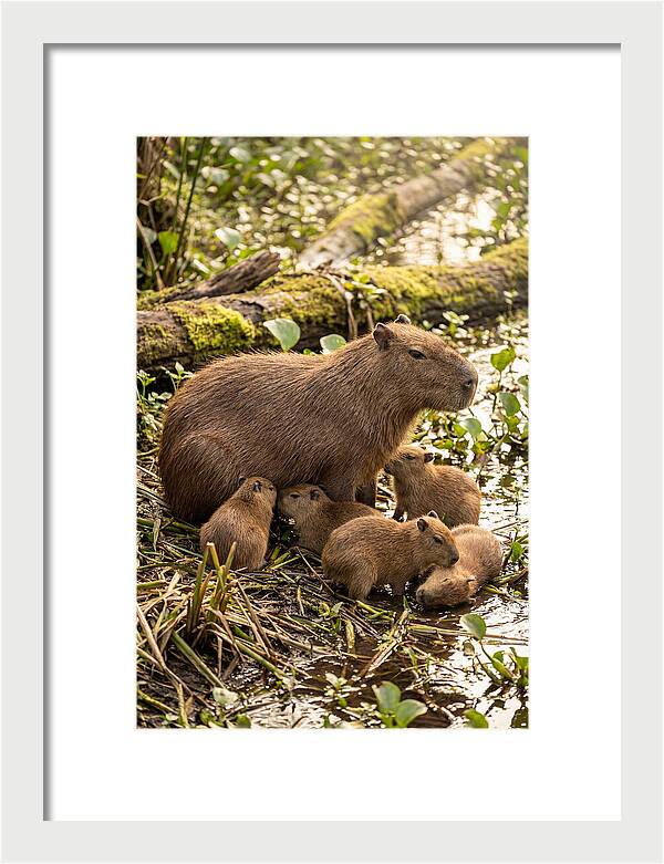 Baby Capybaras In Nature