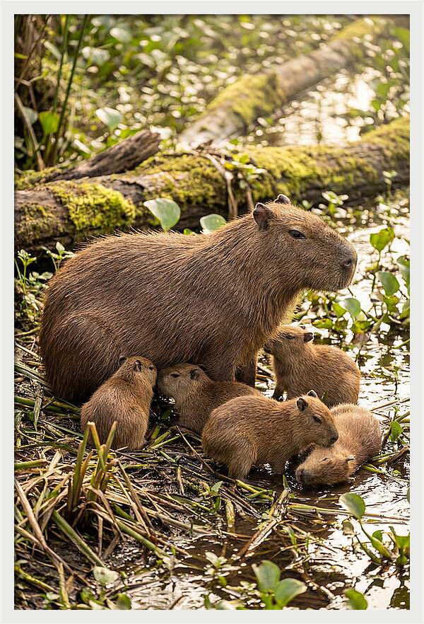 Baby Capybaras In Nature