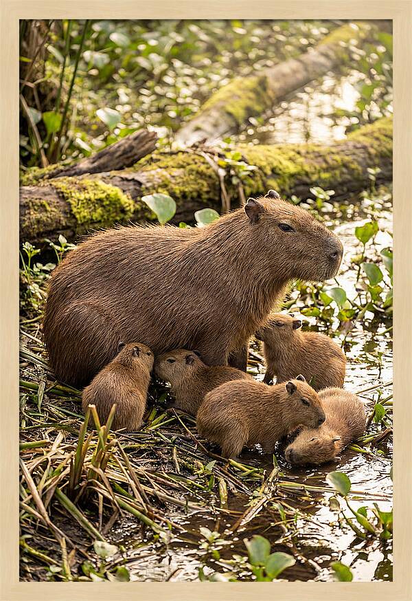 Baby Capybaras In Nature