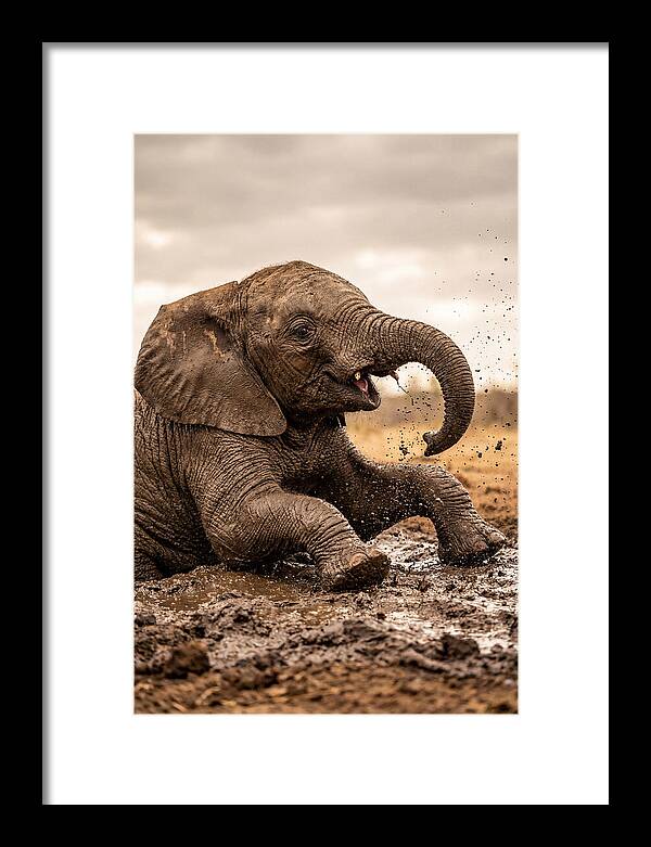 Baby Elephant Enjoying Mud Bath