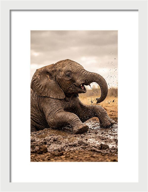 Baby Elephant Enjoying Mud Bath