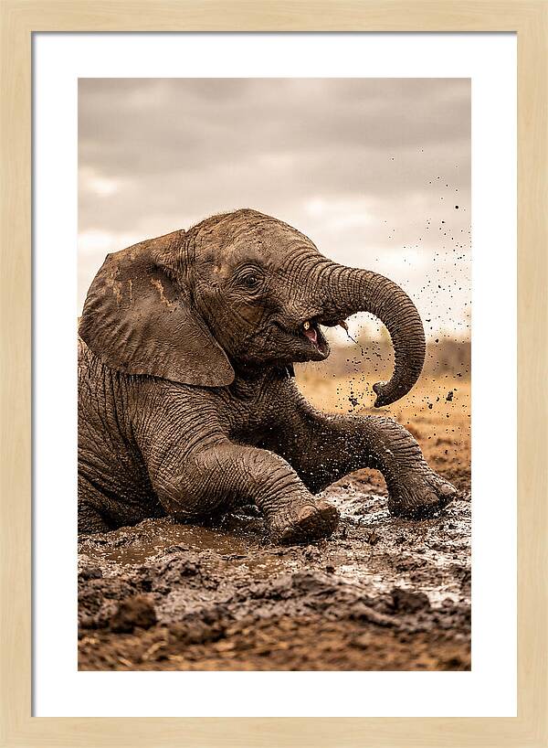 Baby Elephant Enjoying Mud Bath