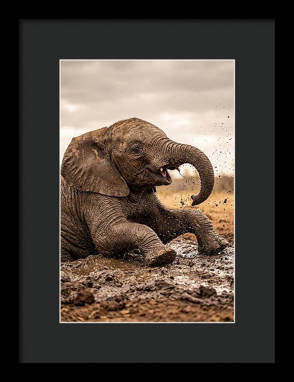Baby Elephant Enjoying Mud Bath