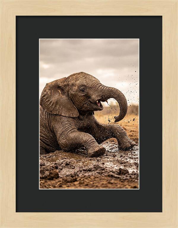 Baby Elephant Enjoying Mud Bath
