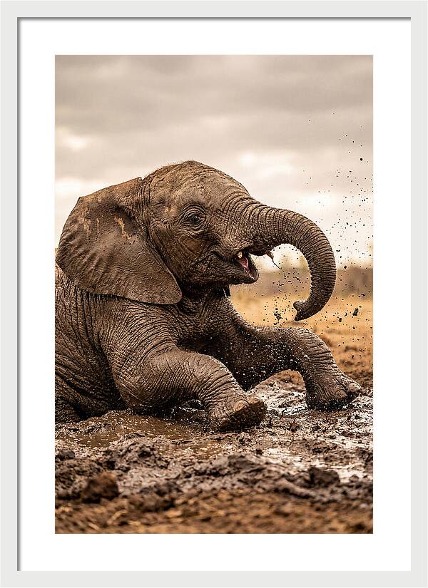 Baby Elephant Enjoying Mud Bath