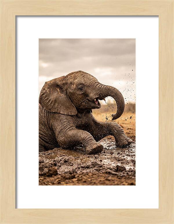 Baby Elephant Enjoying Mud Bath