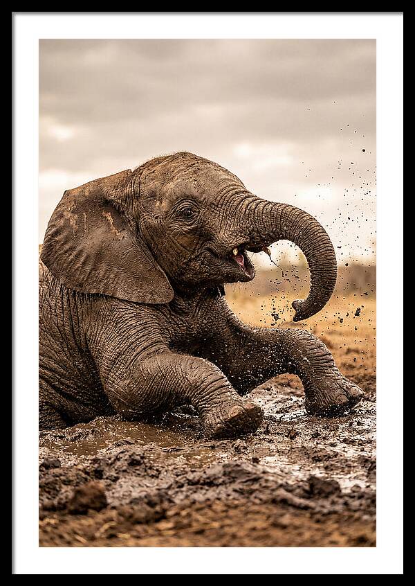 Baby Elephant Enjoying Mud Bath