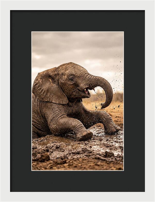 Baby Elephant Enjoying Mud Bath