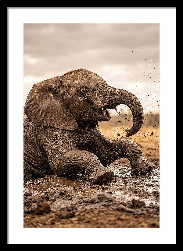 Baby Elephant Enjoying Mud Bath