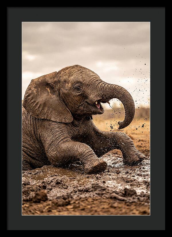 Baby Elephant Enjoying Mud Bath