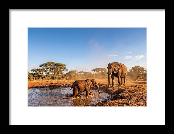 Baby Elephant Playing In Mud