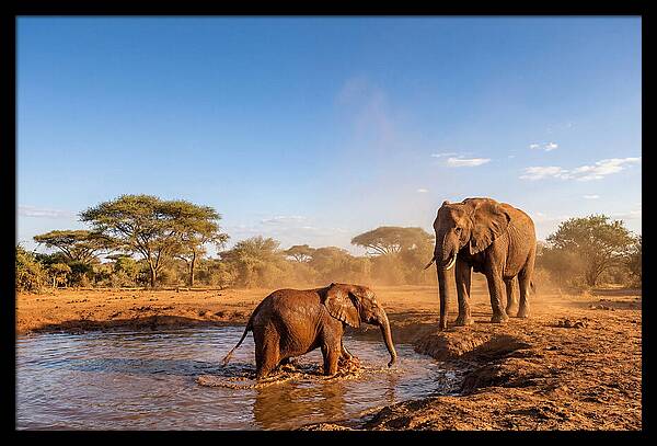 Baby Elephant Playing In Mud