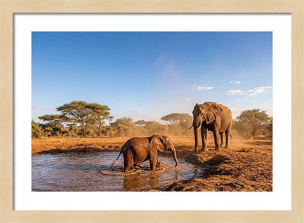 Baby Elephant Playing In Mud