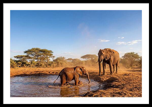 Baby Elephant Playing In Mud