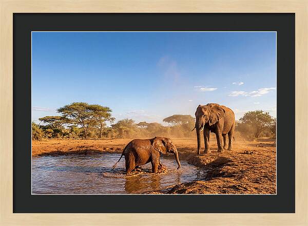 Baby Elephant Playing In Mud