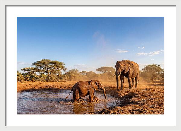 Baby Elephant Playing In Mud