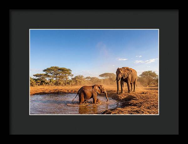 Baby Elephant Playing In Mud