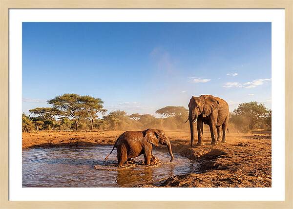 Baby Elephant Playing In Mud