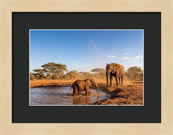 Baby Elephant Playing In Mud