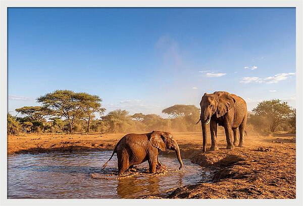Baby Elephant Playing In Mud