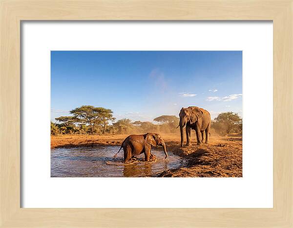 Baby Elephant Playing In Mud