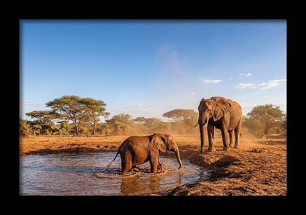 Baby Elephant Playing In Mud