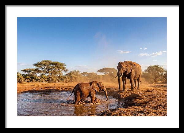 Baby Elephant Playing In Mud