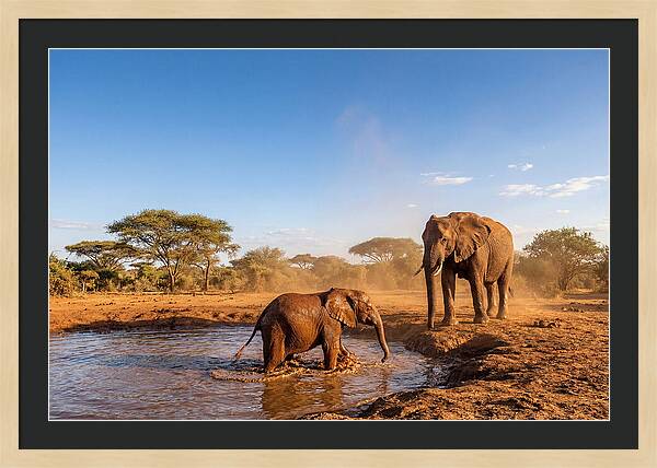 Baby Elephant Playing In Mud