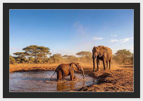 Baby Elephant Playing In Mud