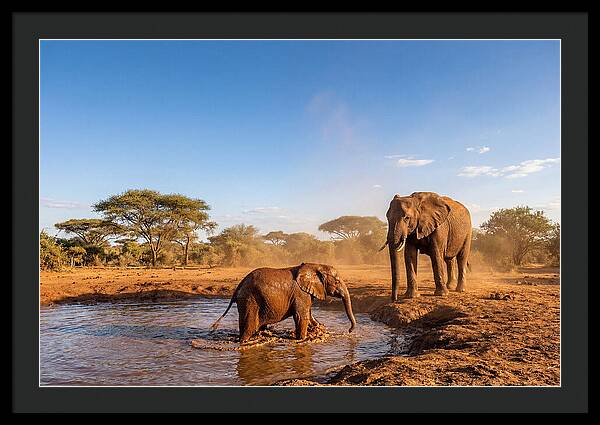 Baby Elephant Playing In Mud