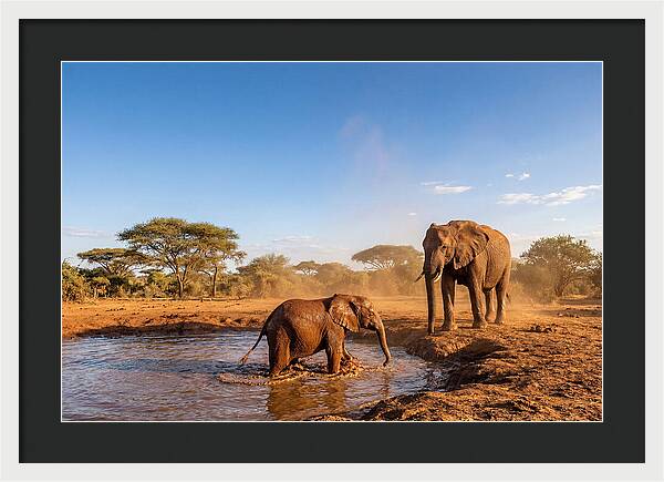 Baby Elephant Playing In Mud