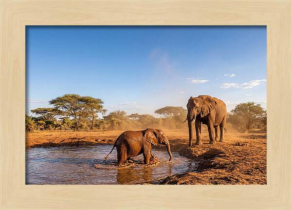 Baby Elephant Playing In Mud
