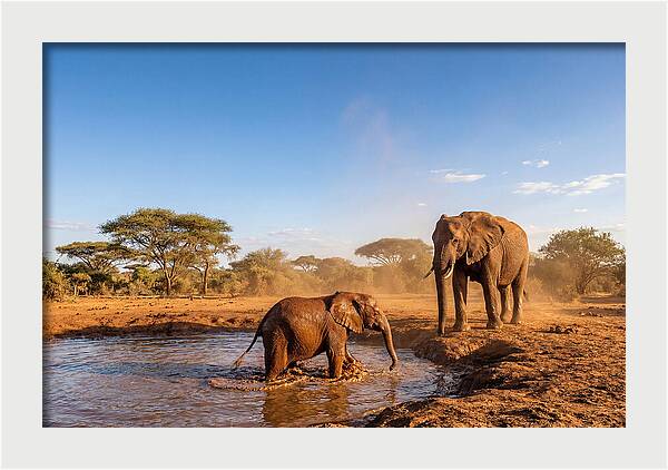 Baby Elephant Playing In Mud