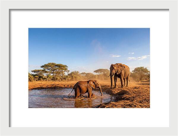 Baby Elephant Playing In Mud