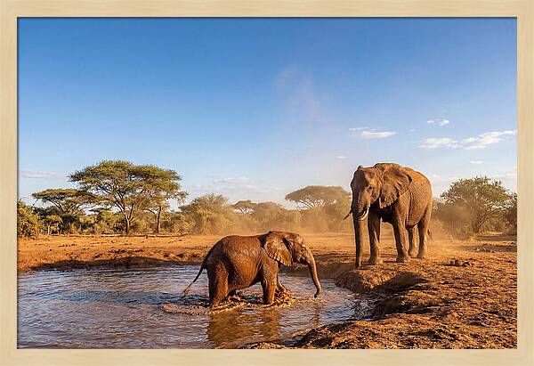 Baby Elephant Playing In Mud