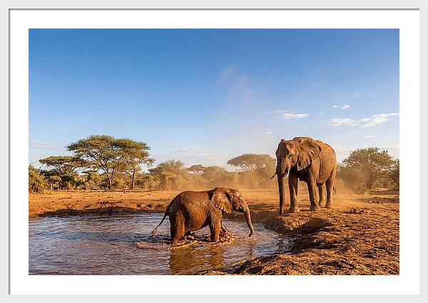 Baby Elephant Playing In Mud