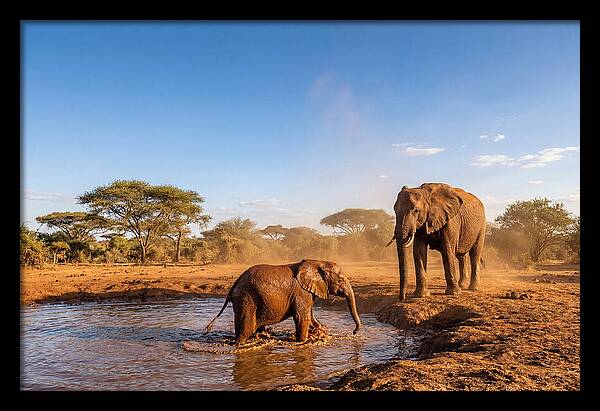 Baby Elephant Playing In Mud