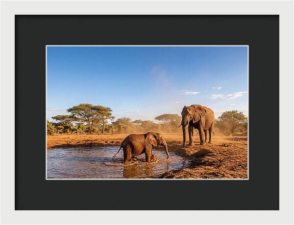 Baby Elephant Playing In Mud