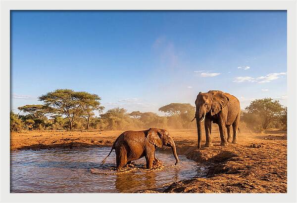 Baby Elephant Playing In Mud