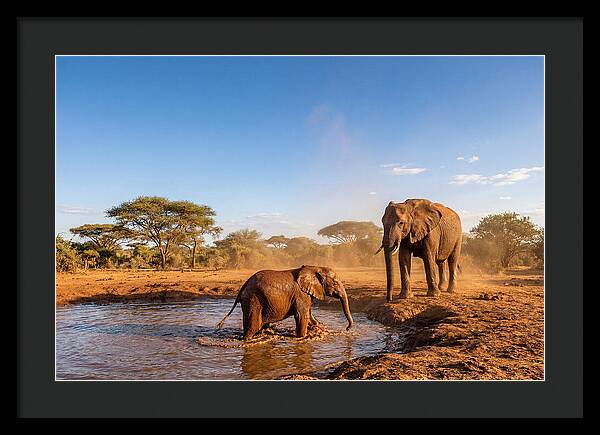 Baby Elephant Playing In Mud