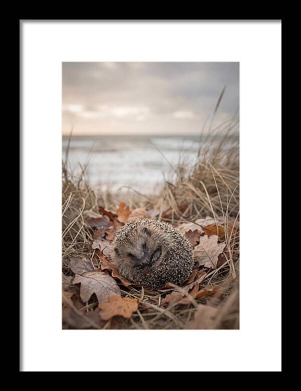 Baby Hedgehog Nestled In Leaves