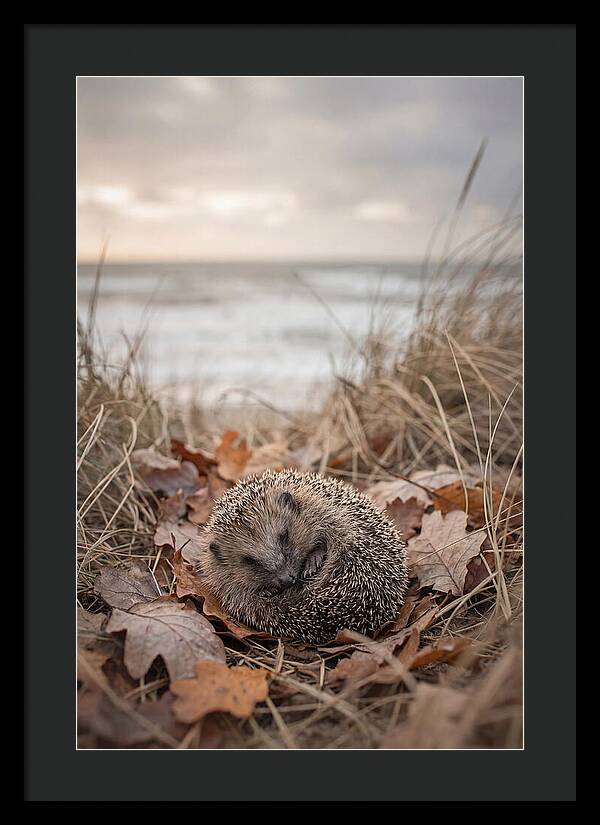 Baby Hedgehog Nestled In Leaves