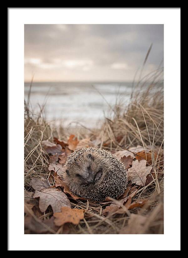 Baby Hedgehog Nestled In Leaves