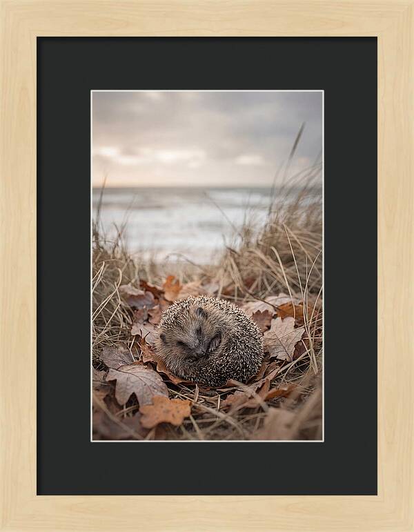 Baby Hedgehog Nestled In Leaves