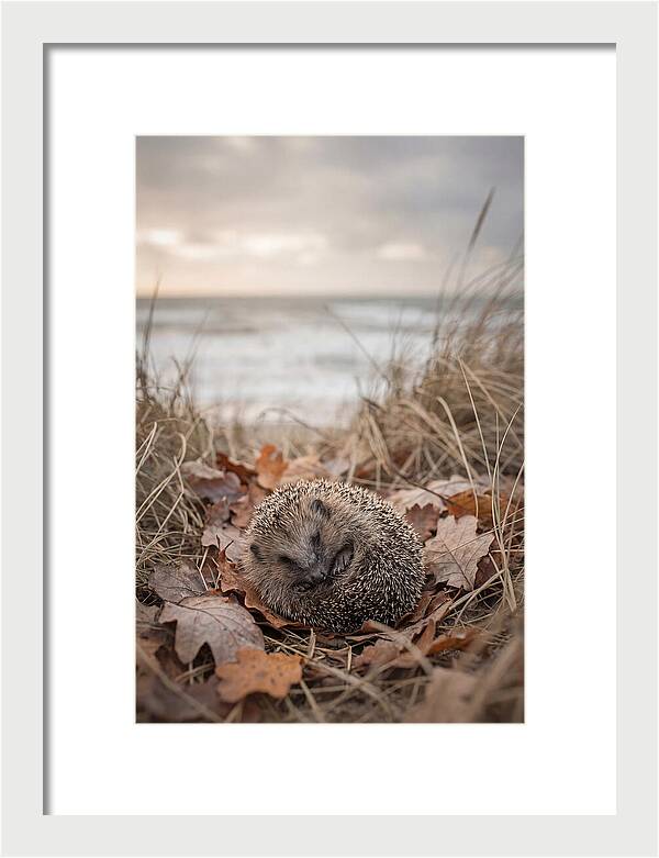 Baby Hedgehog Nestled In Leaves