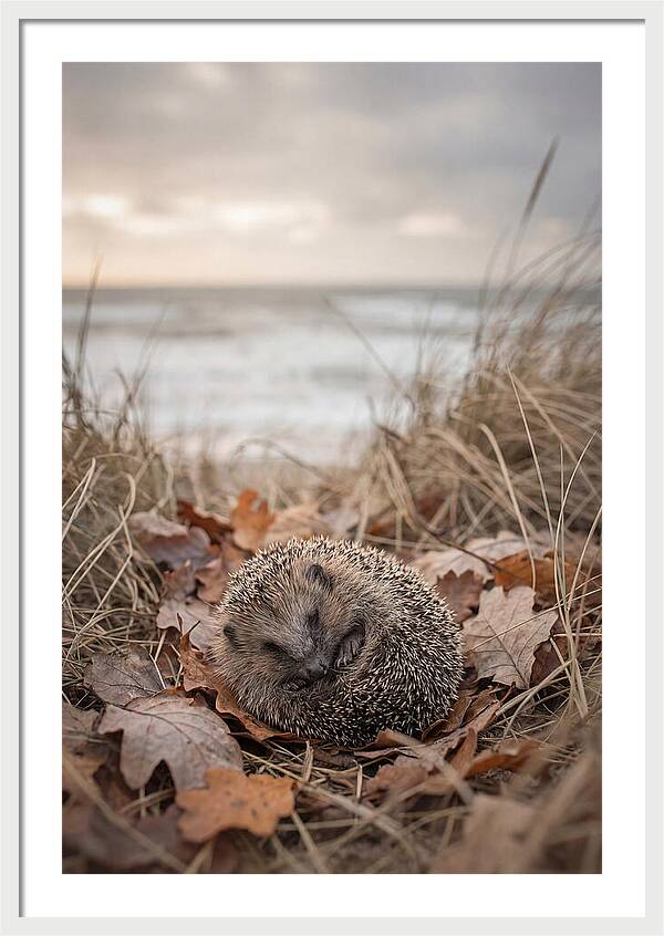 Baby Hedgehog Nestled In Leaves