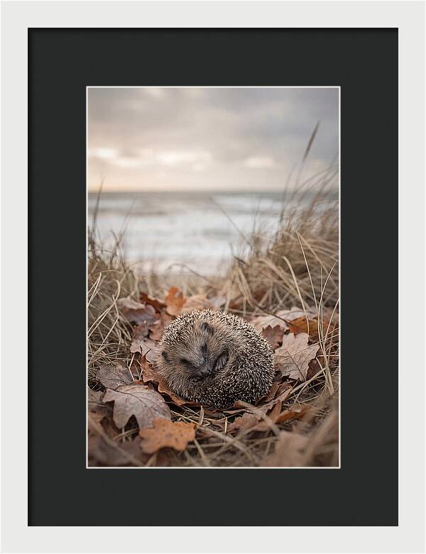 Baby Hedgehog Nestled In Leaves