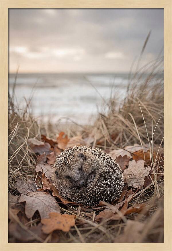 Baby Hedgehog Nestled In Leaves
