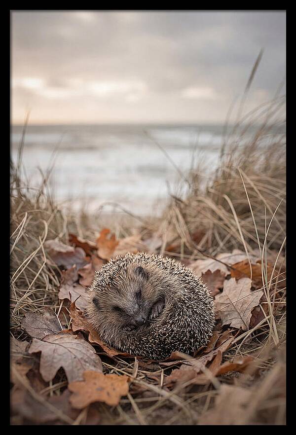 Baby Hedgehog Nestled In Leaves